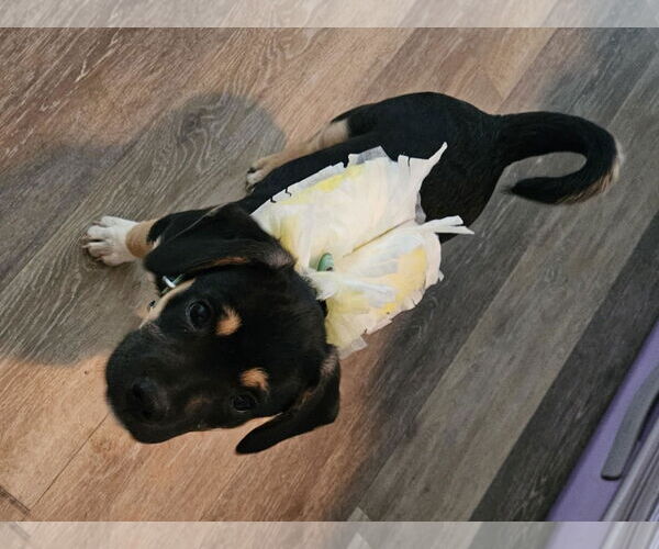 Medium Photo #3 Pug-Unknown Mix Puppy For Sale in MIDWAY, UT, USA