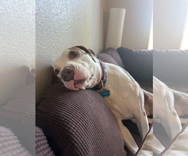 Medium Photo #10 American Pit Bull Terrier-Unknown Mix Puppy For Sale in phoenix, AZ, USA