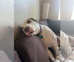 Small #9 American Pit Bull Terrier Mix