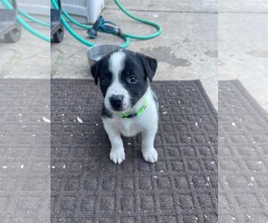 Labrador Retriever-Unknown Mix Dogs for adoption in Escondido, CA, USA