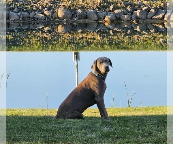 Medium Photo #1 Labrador Retriever Puppy For Sale in Gagetown, MI, USA
