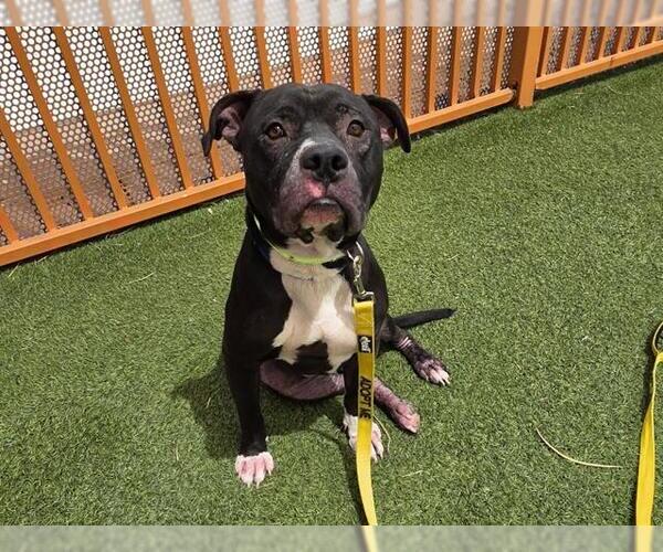 Medium Photo #2 American Pit Bull Terrier-Unknown Mix Puppy For Sale in Las Vegas, NV, USA