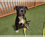 Small #1 American Pit Bull Terrier Mix