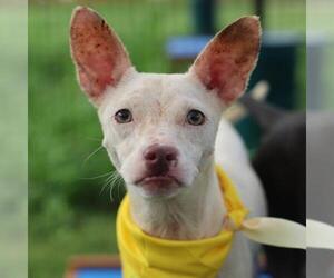 American Staffordshire Terrier-Unknown Mix Dogs for adoption in San Antonio, TX, USA