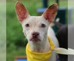 Small American Staffordshire Terrier Mix