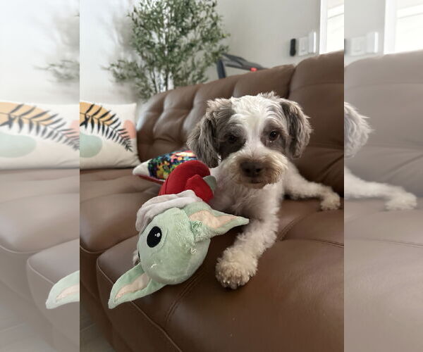 Medium Photo #5 Shih Tzu-Unknown Mix Puppy For Sale in Valrico, FL, USA