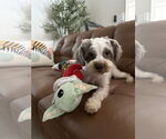 Small #4 Shih Tzu Mix