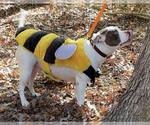 Small #13 American Staffordshire Terrier Mix