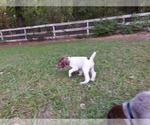 Small Photo #7 German Shorthaired Pointer Puppy For Sale in QUITMAN, TX, USA