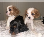 Small Photo #2 Cavalier King Charles Spaniel Puppy For Sale in WAXAHACHIE, TX, USA