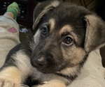 Small Photo #26 German Shepherd Dog Puppy For Sale in MERRITT IS, FL, USA