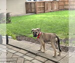 Small #12 American Pit Bull Terrier Mix