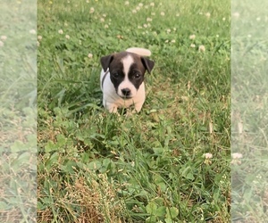 Jack Russell Terrier Puppy for sale in MENA, AR, USA