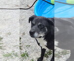 Small #6 Labrador Retriever Mix