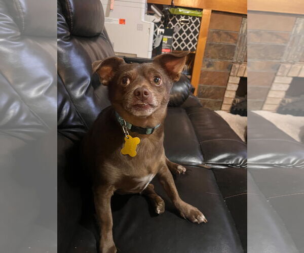 Medium Photo #5 Chihuahua Puppy For Sale in Sandy, UT, USA