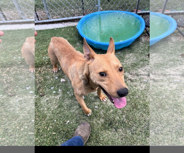 Medium Photo #3 Carolina Dog-Staffordshire Bull Terrier Mix Puppy For Sale in Tracy City, TN, USA