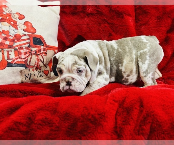 Medium Photo #6 Bulldog Puppy For Sale in CINCINNATI, OH, USA