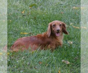 Mother of the Dachshund puppies born on 07/28/2026