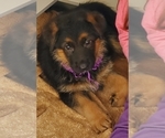 Small Photo #13 German Shepherd Dog Puppy For Sale in WHEELING, IL, USA