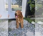 Puppy Lilly Goldendoodle