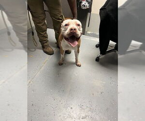 Mutt Dogs for adoption in Sugar Land, TX, USA