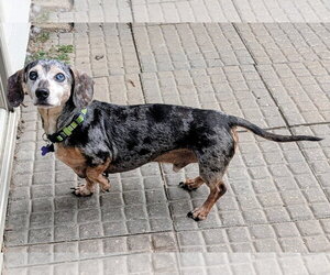 Dachshund Dogs for adoption in Sioux Falls, SD, USA