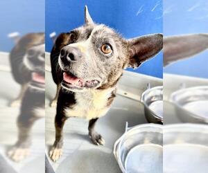 Chihuahua-Unknown Mix Dogs for adoption in Visalia, CA, USA