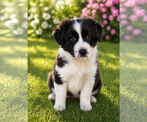 Aussiedor Dogs for adoption in Salt Lake City, UT, USA