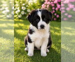 Small Aussiedor
