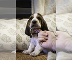 Puppy Gibson Basset Hound