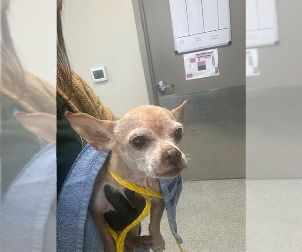 Medium Photo #1 Chihuahua-Unknown Mix Puppy For Sale in Pasadena, TX, USA
