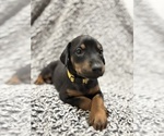 Small #2 Doberman Pinscher