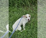 Small #8 Chiweenie
