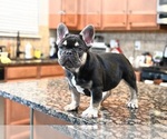 Puppy Puppy 3 French Bulldog