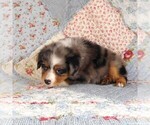Small Photo #3 Miniature Australian Shepherd Puppy For Sale in HARRISON, OH, USA