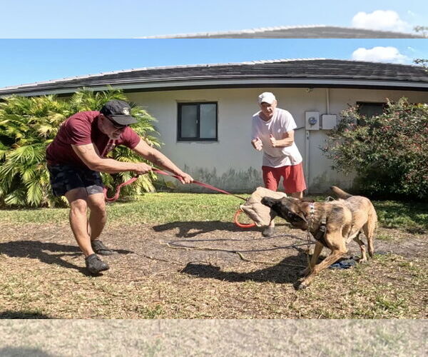 Medium Photo #9 Mutt Puppy For Sale in Stevens Point, WI, USA