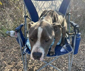 Ivy - Female Mutt Dog for Adoption - Photo #2