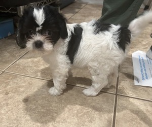 Havamalt Puppy for sale in BELL GARDENS, CA, USA