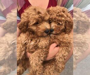 Goldendoodle (Miniature) Puppy for sale in ROMULUS, MI, USA