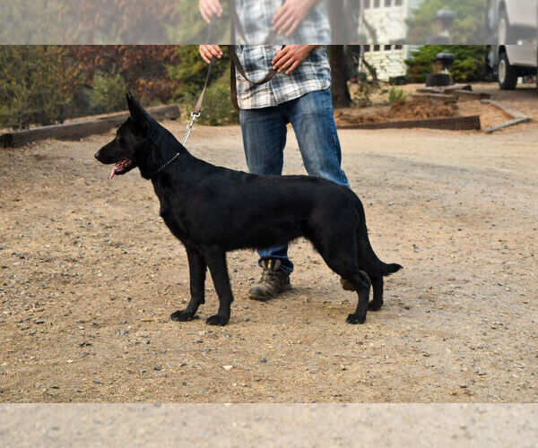 Medium Photo #1 German Shepherd Dog Puppy For Sale in OAKHURST, CA, USA