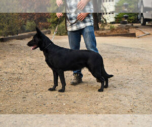 German Shepherd Dog Puppy for sale in OAKHURST, CA, USA