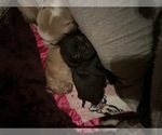 Small Photo #9 Frenchie Pug Puppy For Sale in BLOOMINGTON, IL, USA