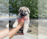 Small Photo #8 German Shepherd Dog Puppy For Sale in FORT WORTH, TX, USA