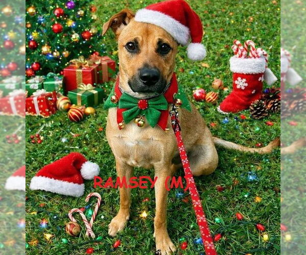 Medium Photo #2 Black Mouth Cur-Unknown Mix Puppy For Sale in Mooresville, NC, USA