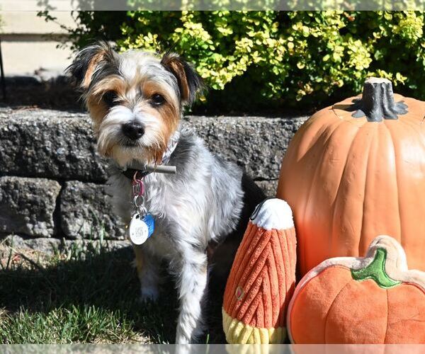 Medium Photo #4 Mutt Puppy For Sale in Allentown,, PA, USA