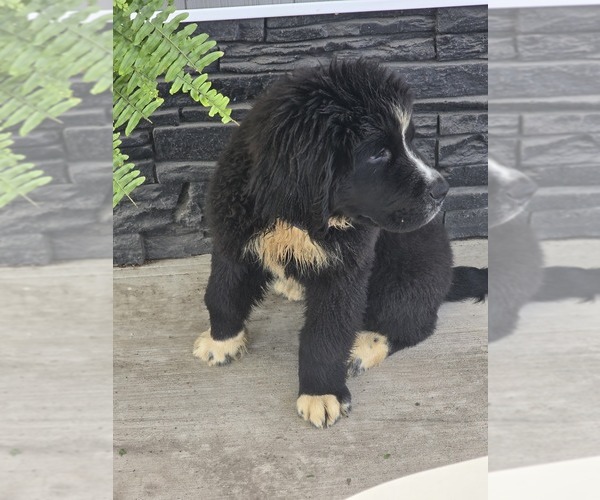 Medium Photo #8 Newfoundland Puppy For Sale in TILTON, IL, USA