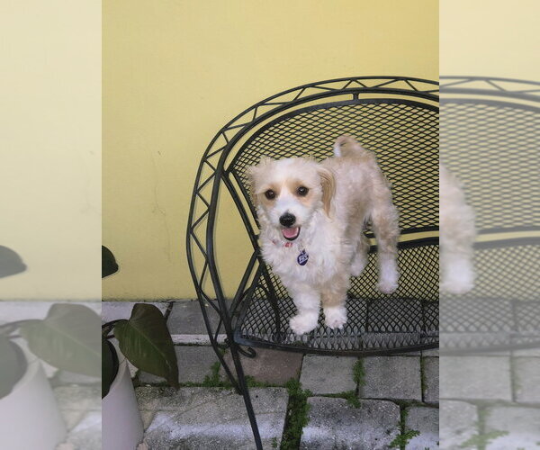 Medium Photo #8 Maltese-Unknown Mix Puppy For Sale in Plantation, FL, USA