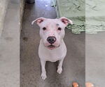 Small American Pit Bull Terrier
