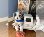 Small Photo #1 Miniature Australian Shepherd-Poodle (Toy) Mix Puppy For Sale in RICHLAND, MO, USA