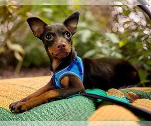 Miniature Pinscher Dogs for adoption in Oakland Park , FL, USA